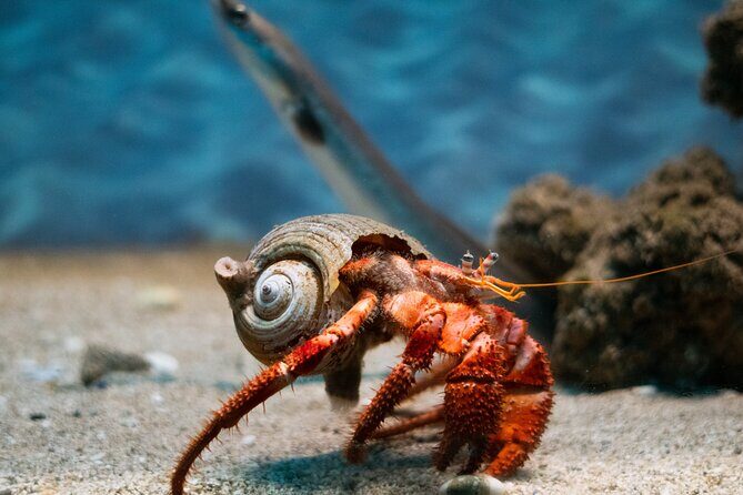Corfu Aquarium Ticket with Tour Included - Why this Corfu Aquarium visit works as a real vacation detour