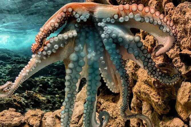 Corfu Aquarium Ticket with Tour Included - The reptile house: amphibians and international species after the tanks