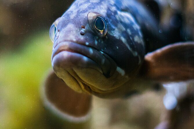 Corfu Aquarium Ticket with Tour Included - What kind of traveler should book this?