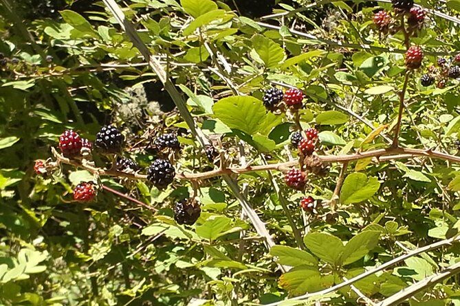 Corfu Countryside Hiking Tour - Snacks, Water, and the Pace-Friendly Rhythm