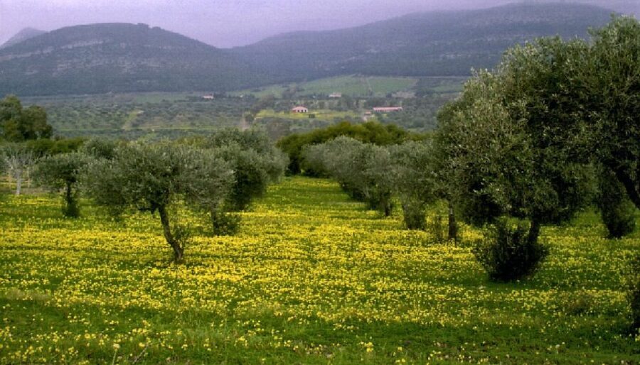 Corfu: Hiking in Olive Groves,Village,Sunset,with Swim Stop - The olive tree lesson: 140,000 trees and how oil fits the landscape
