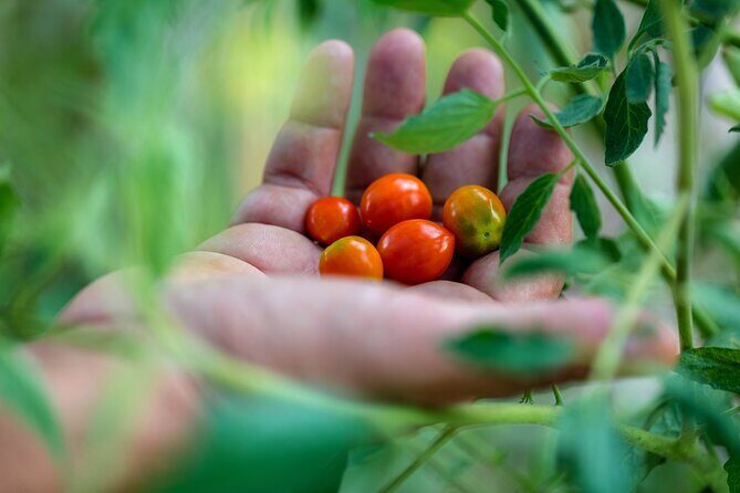 Corfu Organic Olive Oil Tasting at Family Farm - Seasonal Vegetables Included: A Small Plate With Real Purpose