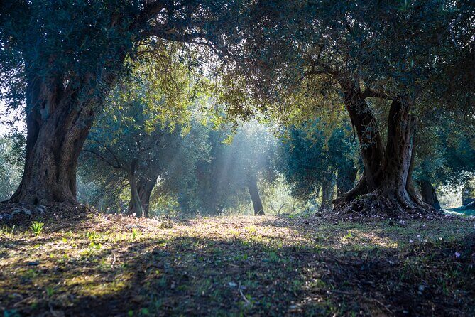 Corfu Organic Olive Oil Tasting at Family Farm - The Harvest Tour: Learning the Olive Oil Story at the Source