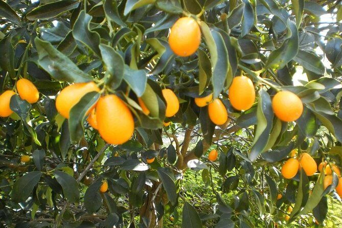 Taste of Corfu Town - Corfu Town in Two Hours: What This Walk Really Gives You