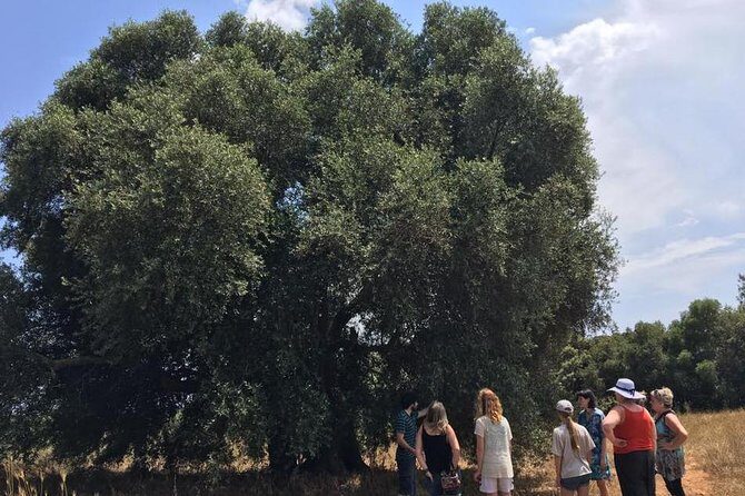 The Governor's Olive Mill Tour with Olive Oil Tasting - Inside the Governor Olive Mill: how the process actually works