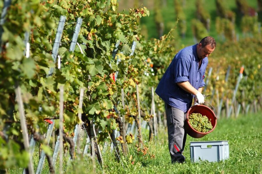 Vineyard Sips: Family Winery Tour & Gourmet Tasting in Corfu - Key things to know before you go