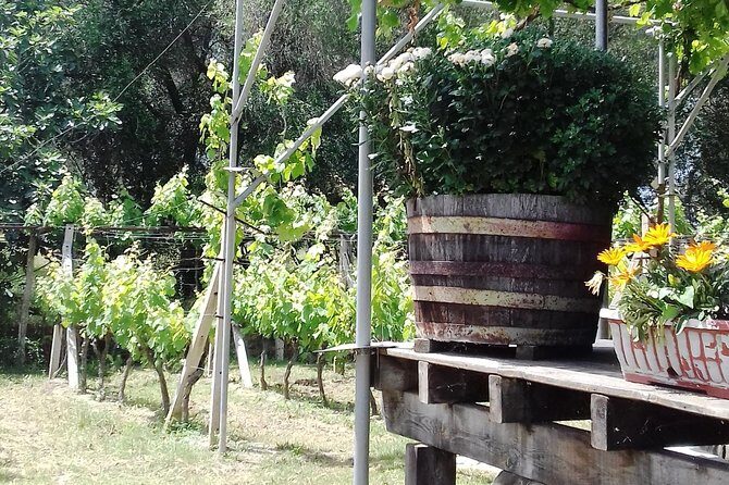 Wine Tour and Olive Tasting- Small Group Tour - A 90-minute Corfu combo: Old Town walk plus Palaiokastritsa monastery