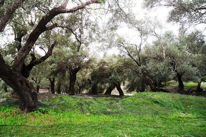 Wine Tour and Olive Tasting- Small Group Tour - Price and logistics: what $28.92 really covers